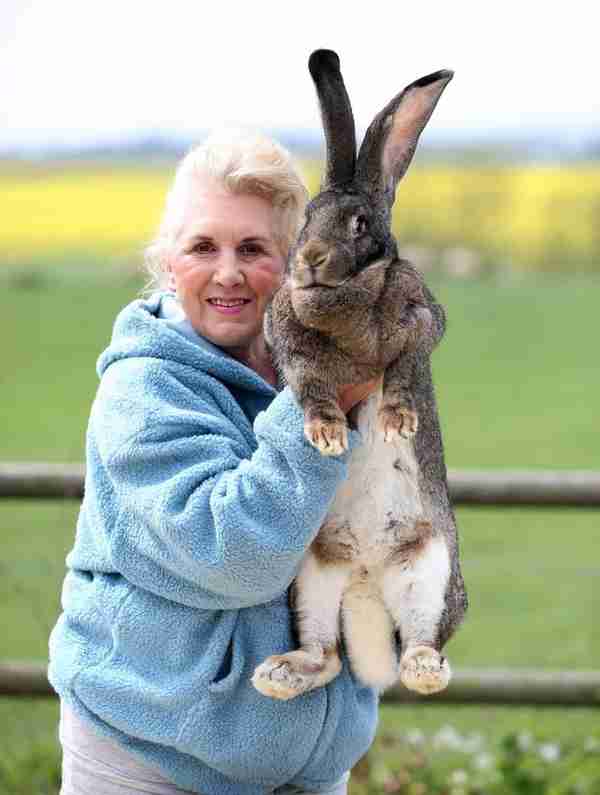 这只大兔子拥有世界上最长尾巴，被吉尼斯收录