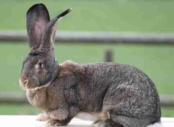 这只大兔子拥有世界上最长尾巴，被吉尼斯收录